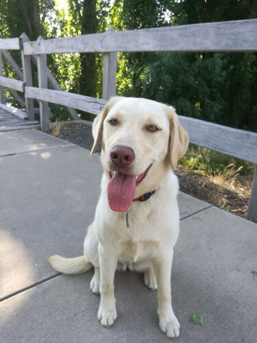 A dog sitting on a sidewalk, panting with its tongue out, enjoying a sunny day.
