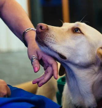 A yellow Labrador retriever looks up lovingly as a person with pink nail polish gently scratches its chin. The person wears a blue outfit and a silver ring shaped like a heart.